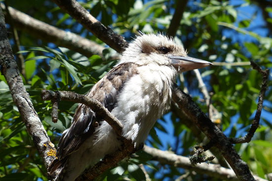 kukabura, nen ganz arroganter typ. verschmaehte sogar unsere kuchen kruemel