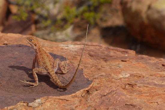 ein richtiger echter drachen..... na gut nen kleiner nur