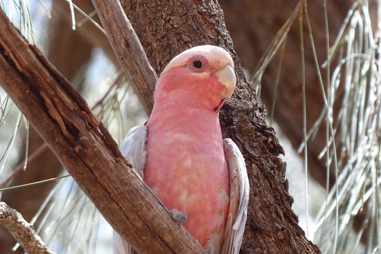 ein rosa kakadu auf einem rastplatz mitten in der wueste