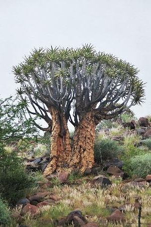 Hinz, wenn er mal gross ist (in etwa 200 Jahren...)
Quivertree