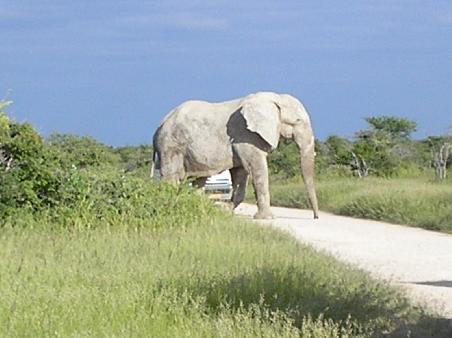Elephant's Crossing