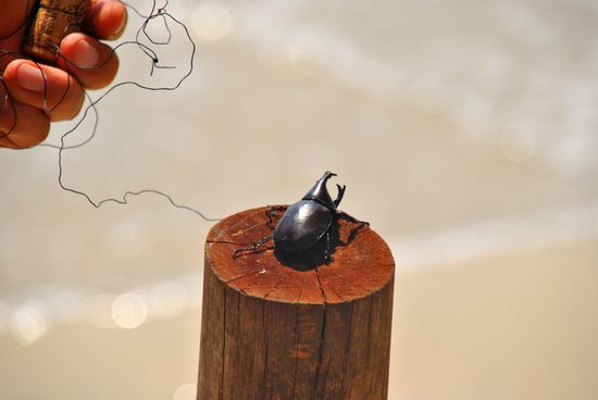 may I introduce: "Albert"