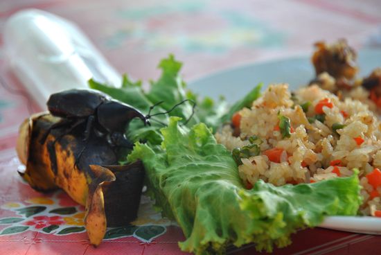 NEIN, keine kakerlake im essen, sondern ALBERT beim essen unserer reste
