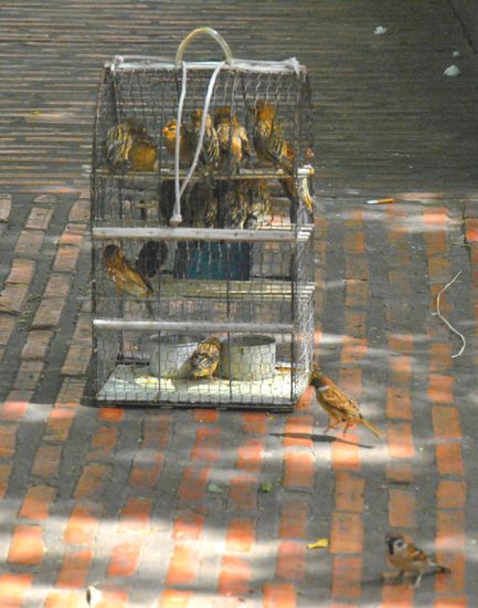 für 1 USD wird eine Schwalbe freigelassen. Aber was dann? dann werden wohl die nächsten freien eingefangen.... also dieser Sinn erschließt sich uns nicht wirklich 