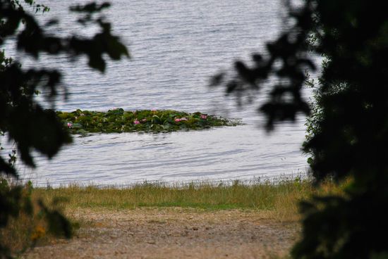 ein Seerosenkissen zwang erneut zum Foto-Stopp