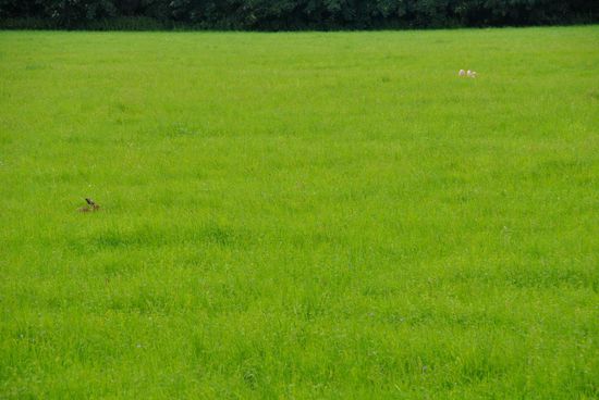 in dieser Riesenwiese sah ich ein paar braune und ein paar helle "Zipfel" - es hat einige Zeit gedauert, bis ich sie identifiziert hatte: die dunklen im Vordergrund: Hasenohren, die hellen im Hintergrund: Menschenknie