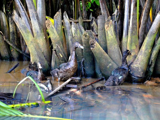 die einzigen Lebewesen, die uns hier begegnen: (Enten?)Vögel