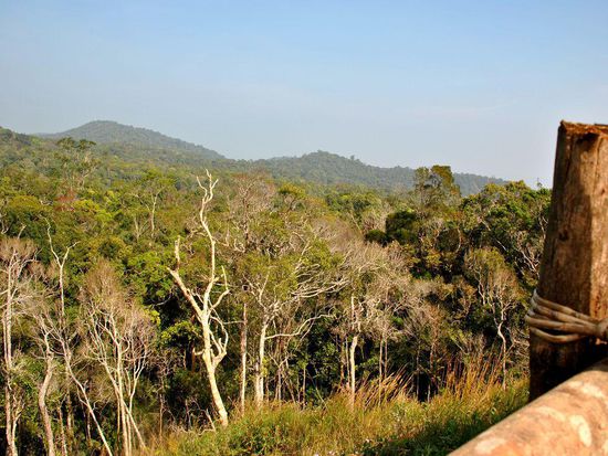 und mal einen genaueren Blick auf den Regenwald neben der Straße werfen.