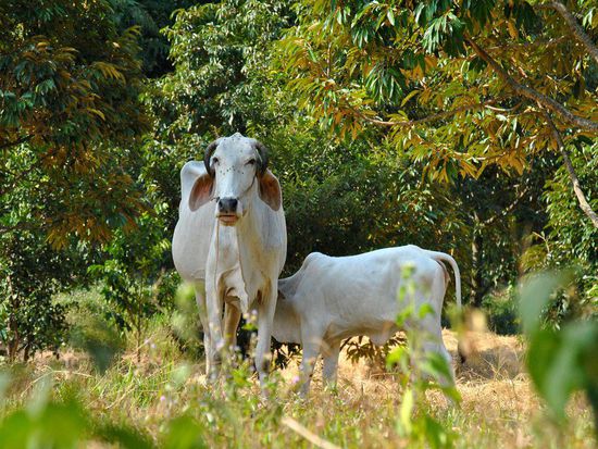 auf dem Weg wieder nach unten Richtung Küste sehen wir diese Kuh mit den Hörnern nach UNTEN - PESSIMISTin  ??