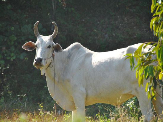 Der Herr Gemahl wirkt deutlich OPTIMISTischer mit seinen nach oben gebogenen Hörnern 
