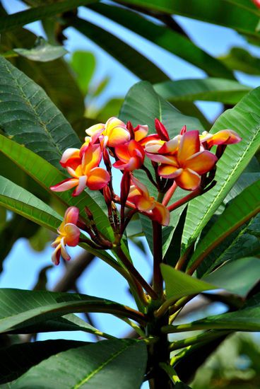 Weihnachtsbaum mal anders