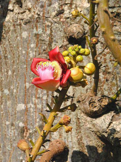 keine Ahnung, was das für eine Blüte ist, aber vorhanden und wunderschöööön...
