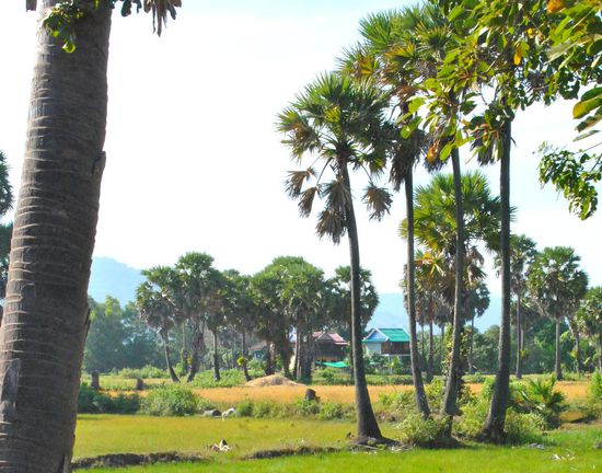 Champa Lodge: mitten zwischen Reisfeldern und Palmen gelegen