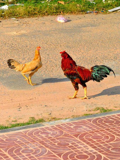 mitten in der Stadt: Henne und Hahn vorhanden. Funktionieren (noch...)