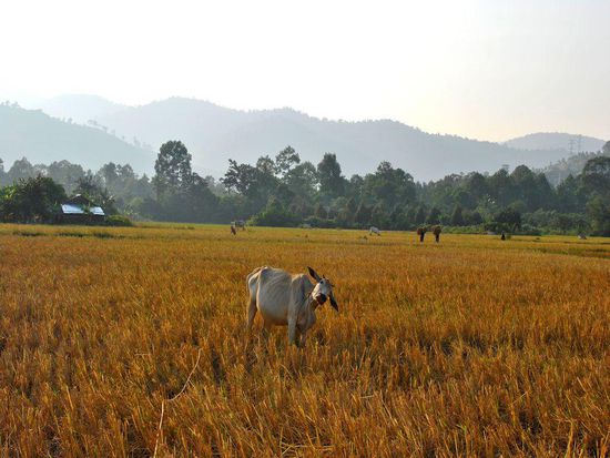 Heimfahrt im Abendlicht...