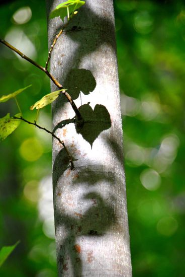 herzige Schattenspiele