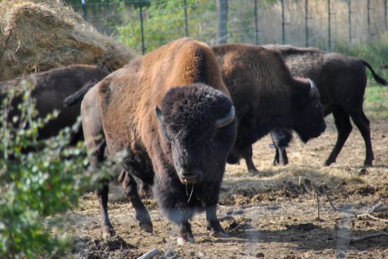 ein Bisongehege - unterstützt die Waldbisonzucht in Europa. Zuchtfähige Waldbisonbullen werden zoologischen Gärten zur Verfügung gestellt.