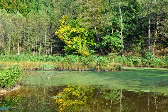 sooo viel GRÜN - trotz des Herbstes
