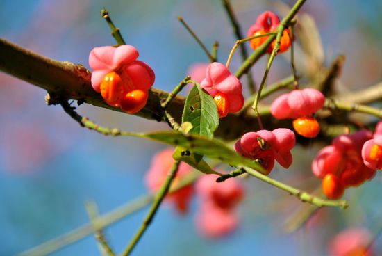 zur Abwechslung mal ein leuchtendes ROT zwischen all dem GRÜN