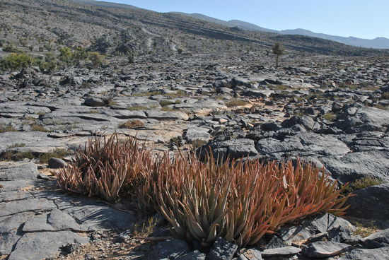 wir sind überrascht, aber es wächst tatsächlich "etwas" zwischen all den Steinen