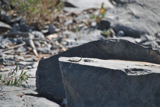 und es gibt auch noch weitere Tiere außer Ziegen - na ja, TierCHEN...die sind ca. 5 cm lang (inkl. Schwanz!) und sind "steingrau" - also nicht leicht zu sehen.