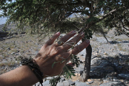 jetzt wissen wir, warum hier keine Zahnstocher auf den Tischen stehen - das kann man in der Natur erledigen