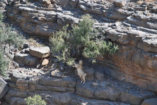 die Ziegen machen sogar "Männchen", um an etwas frEssbares heran zu kommen