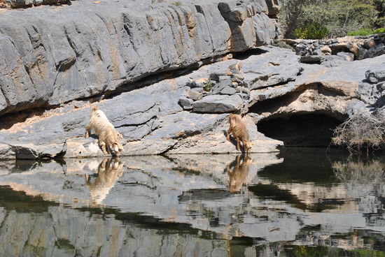 jawoll, Ziegentränke !!