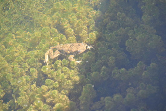 und noch ein Lebewesen in diesem Gebirge