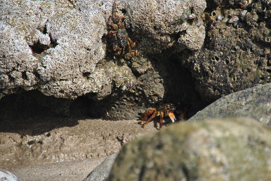zwischen ein paar Steinen sehen wir jede Menge Krebse