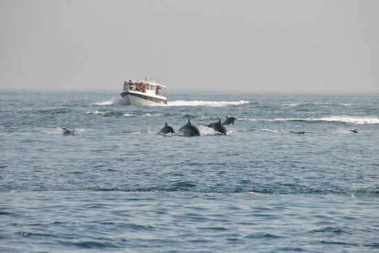 und da sind sie: "Flipper" und seine Freunde