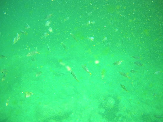 es war wirklich nichts zu sehen außer GRÜÜÜÜÜN 