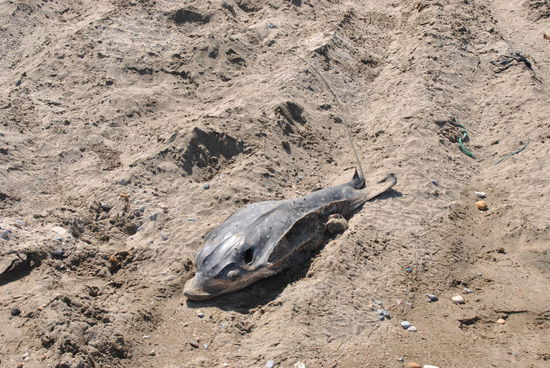 ?? "Abfall" ?? in der Nähe von Fischerbooten 