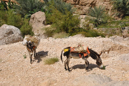 den Eseln ist das egal - sie finden ihre Wege