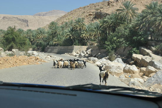 auf dem Weg zum Wadi Bani Kahlid