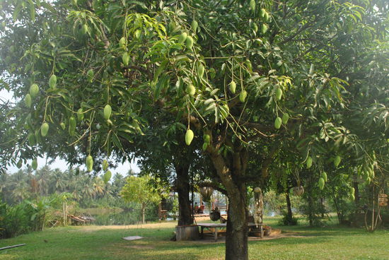Mango-Baum