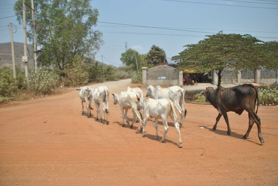 diese Lebewesen richten sich nicht nach dem Verkehr, wann und wo sie die Straße queren wollen