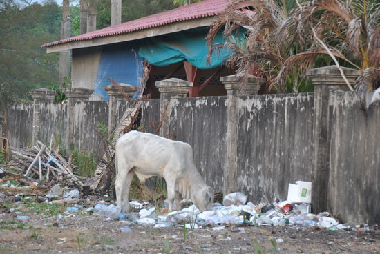 kein Wunder, dass die Kühe hier so dürr sind 