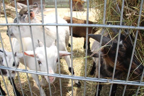 Aschau - Café Pauli - der Tierpark