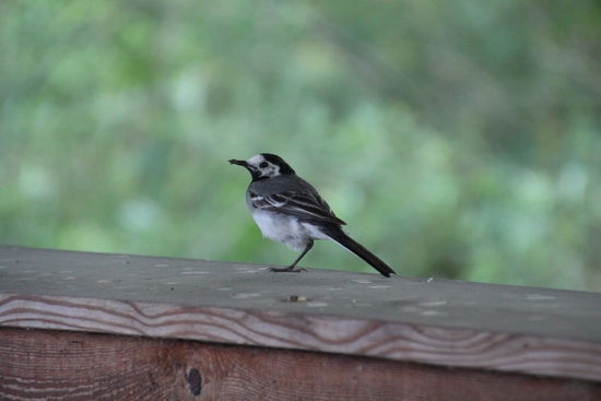 das ist kein Flamingo, auch wenn da nur ein Bein ist , Franz meinte, das sei evtl. ein Kriegsveteran 