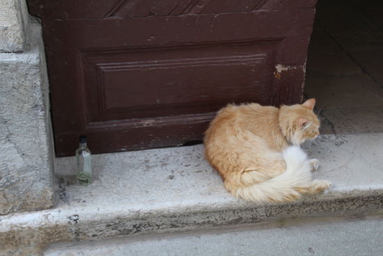 hm.... hat das Katerle, das Fläschchen geleert :-/