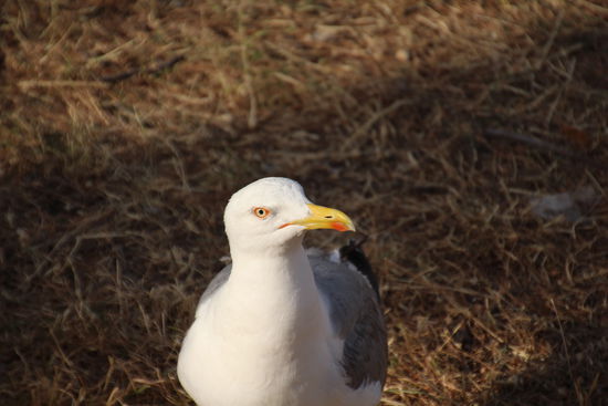 NEIN, vergiss es, MEINS! 