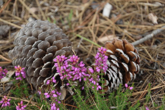 Kiefernwäldchen sorgen für hübsche Motive