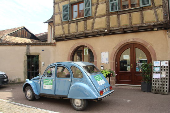 es gibt sie noch: die Enten 