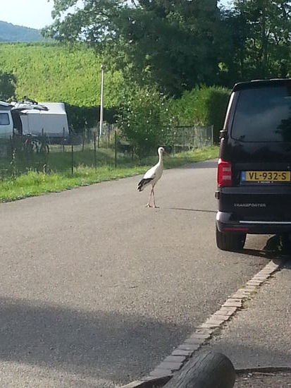 Abendlicher Besuch am Campingplatz
