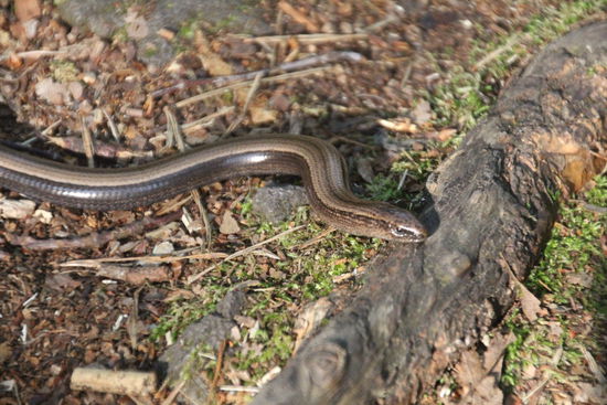 ups... manchmal lohnt es sich, den Blick nicht nur nach oben schweifen zu lassen wg. Fotomotiven :-/ zum Glück bin ich nicht darauf getreten