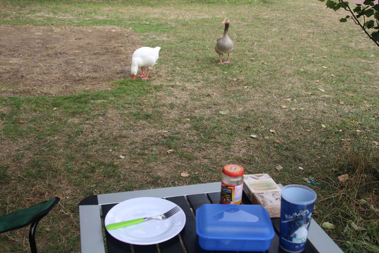 Die Gänse und Enten vom gegenüberliegenden Fischweiher besuchen mich immer wieder.