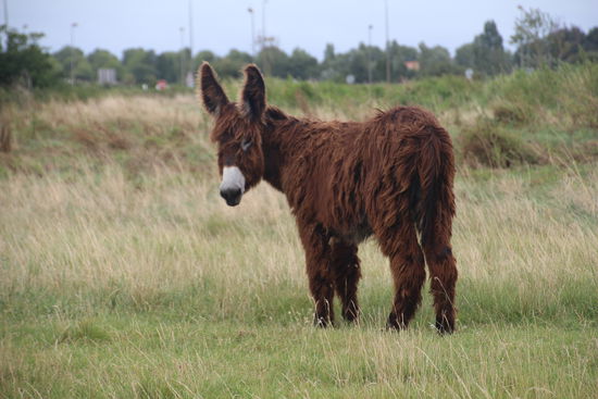 ein "Wuschelesel" ??