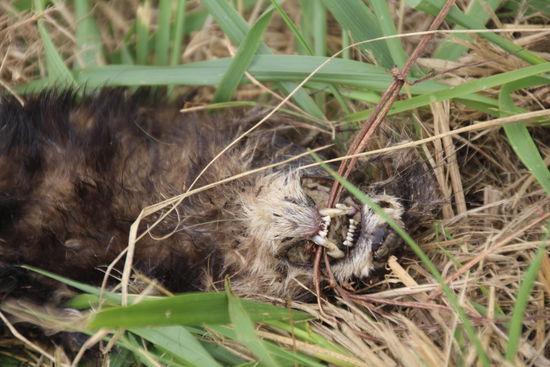 das Tier war schon platt - ich schwöre, ich war's nicht