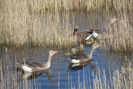 Familien-Fehde - Revierverteidigung